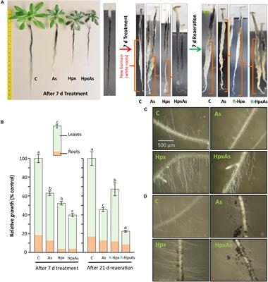 Remodeling of Root Growth Under Combined Arsenic and Hypoxia Stress Is Linked to Nutrient Deprivation